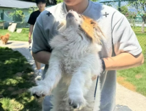 镜头藏暖意，笔墨寄深情——龙院学子为森林宠话毛孩子寻家